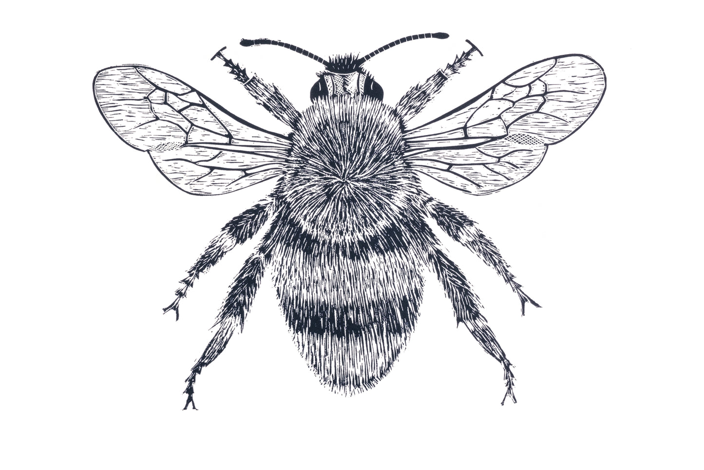 Bumblebee Lino Prints | Lino Lord