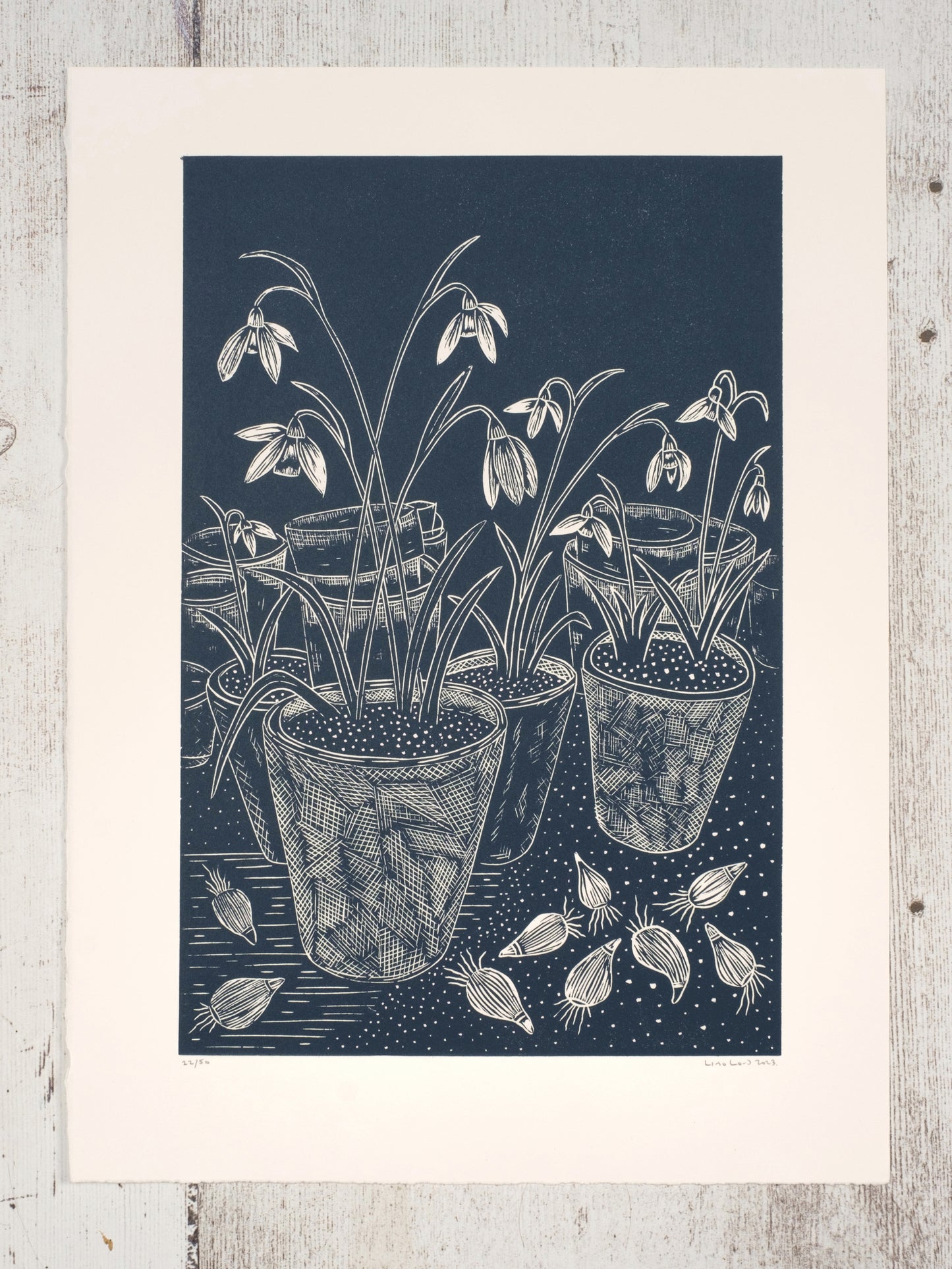 Snowdrops in Terracotta Pots in Potting Shed Lino Print